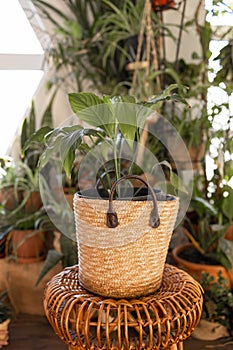 beautiful plants, cacti, succulents, air plants in different designer pots. Home gardening concept. Sample.