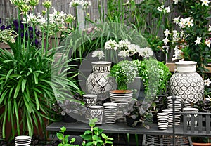 Beautiful plants and ceramics in a flower shop