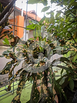 beautiful plants in front of the house.