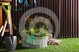 Beautiful plants, gardening tools and accessories on green grass near wood slat wall. Space for text