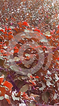 Beautiful Plants of Guava