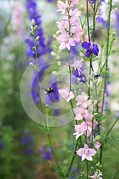 Beautiful plants larkspur - blue flowers in the garden