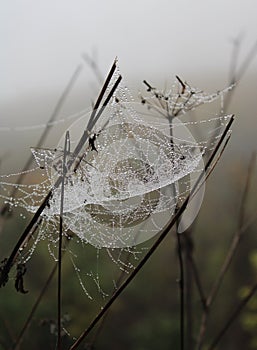 Beautiful plants with raindrops and spiderwebs