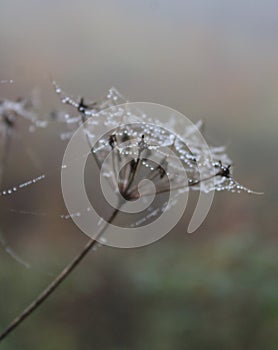 Beautiful plants with raindrops and spiderwebs