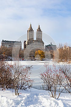 Plants with Red Berries along the Shore of the Frozen Lake with Snow at Central Park in New York City during Winter with the Upper