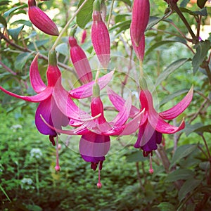 Fucsia flower photo