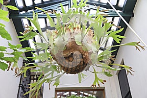 Platycerium Bifurcatum plant hanging from the ceiling photo