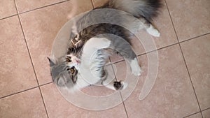 A beautiful playful cat is played funny at home. Cute fluffy kitten plays with a toy. Love for pets. Slow motion. Top view