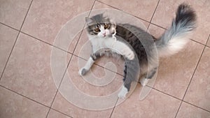 A beautiful playful cat is played funny at home. Cute fluffy kitten plays with a toy. Love for pets. Slow motion. Top view