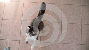 A beautiful playful cat is played funny at home. Cute fluffy kitten plays with a toy. Love for pets. Slow motion. Top view