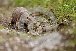 Beautiful and playful river otter in the nature habitat in Czech Republic photo