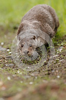Beautiful and playful river otter in the nature habitat in Czech Republic photo