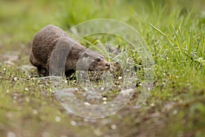 Beautiful and playful river otter in the nature habitat photo