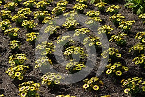 Beautiful plotted flower bed of yellow African Daises.