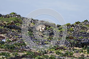 Beautiful plover during low tide