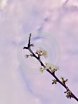 Beautiful plum blossom on branch under purplish pink sky