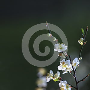 Beautiful plum blossom with nice background color