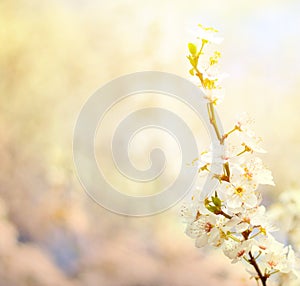 Beautiful plum bracnh with flowers against blured backgroiund