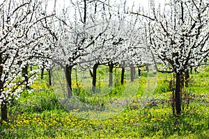 Beautiful plum tree orchard in spring blossom as season agriculture background in a dandelion and grass meadow