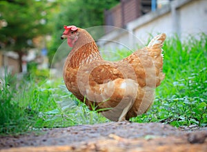 Beautiful plumage of brown chicken hen