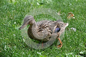 A beautiful plumage duck on the grass in spring