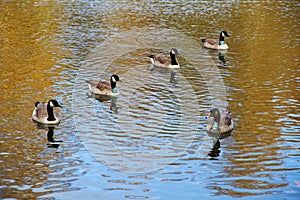 Group of gooses in the lakeshore