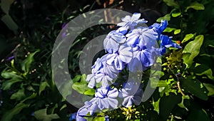 Beautiful plumbago aurculata flower with a beautifull background and rightly clicked with a right focus point