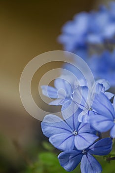 Beautiful Plumbago flower background (leadworth flower)