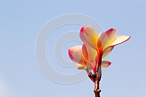 Beautiful of plumeria Flower