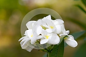 Beautiful of plumeria Flower