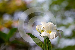 Beautiful of plumeria Flower