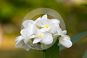 Beautiful of plumeria Flower