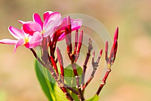 Beautiful of plumeria Flower