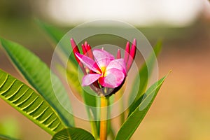 Beautiful of plumeria Flower