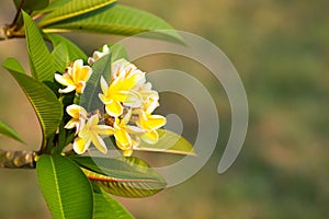 Beautiful of plumeria Flower