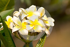 Beautiful of plumeria Flower