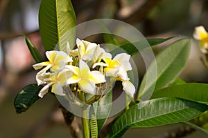 Beautiful of plumeria Flower