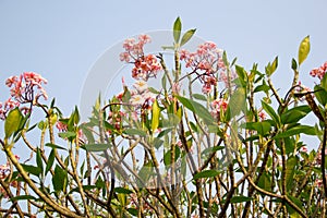 Beautiful of plumeria Flower