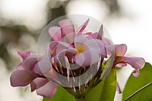 Beautiful of plumeria Flower