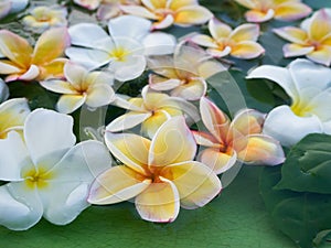 beautiful Plumeria flower be immersed in water. concept of natural aroma.