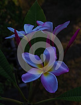 Beautiful plumeria flower blossoms glow at dusk