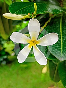beautiful plumeria flower (temple tree, graveyard tree) with leaves in background.