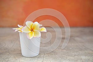 Beautiful Plumeria flower in white ceramic cup over blurred orange background