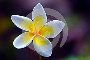 Beautiful Plumeria or Frangipani flower 