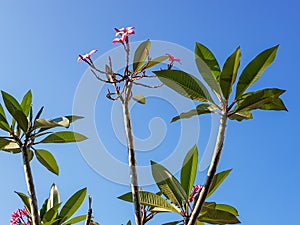 Beautiful Plumeria or Frangipani flower tree branches, shade of pink flower, fresh green leaves pattern on clear blue sky