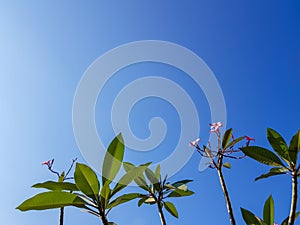 Beautiful Plumeria or Frangipani flower tree branches, shade of pink flower, fresh green leaves on summer blue sky copy space