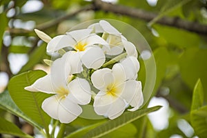 Beautiful Plumeria Frangipani Flowers