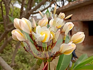 Beautiful, Plumeria obtusa flower in garden.