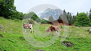 Beautiful plump brown cow appetizingly chewing grass in a green pasture, juicy grass in alpine meadow in switzerland, concept of