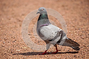 Beautiful, plump pigeon perched atop the ground, looking outward with its beady eyes